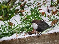 Cinclus cinclus 45, Waterspreeuw, Saxifraga-Hans Dekker