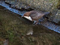 Cinclus cinclus 46, Waterspreeuw, Saxifraga-Hans Dekker