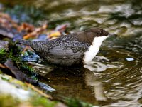 Cinclus cinclus 5, Waterspreeuw, Saxifraga-Piet Munsterman