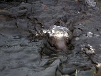 Cinclus cinclus 50, Waterspreeuw, Saxifraga-Hans Dekker