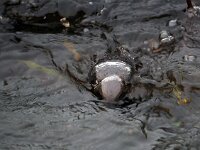 Cinclus cinclus 51, Waterspreeuw, Saxifraga-Hans Dekker