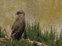 Circaetus gallicus 18, Slangenarend, Saxifraga-Jan van der Straaten