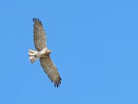 Circaetus gallicus 20, Slangenarend, Saxifraga-Mark Zekhuis