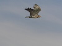 Circaetus gallicus 9, Slangenarend, Saxifraga-Martin Mollet