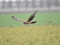 Circus cyaneus 42, Blauwe kiekendief, Saxifraga-Luuk Vermeer