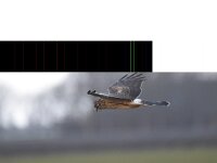 Circus cyaneus 45, Blauwe kiekendief, Saxifraga-Luuk Vermeer