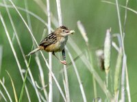 Cisticola juncidis 3, Graszanger, adult, breeding plumage, Saxifraga-Theo Verstrael