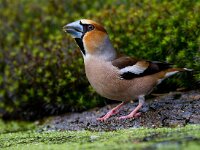 Appelvink  Appelvink te Garderen : Coccothraustes coccothaustes