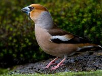 Appelvink  Appelvink te Garderen : Coccothraustes coccothaustes