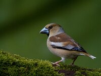 Appelvink  Appelvink te Garderen : Coccothraustes coccothaustes