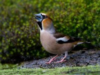 Appelvink  Appelvink te Garderen : Coccothraustes coccothaustes