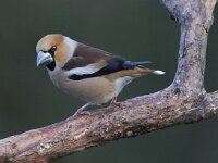 Coccothraustes coccothraustes 36, Appelvink, Saxifraga-Mark Zekhuis