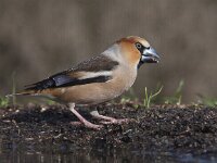 Coccothraustes coccothraustes 37, Appelvink, Saxifraga-Mark Zekhuis