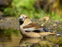 Coccothraustes coccothraustes 46, Appelvink, Saxifraga-Theo Verstrael