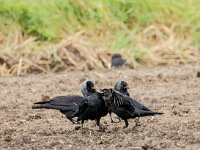 Coloeus monedula 107, Kauw, adult and juvenile, Saxifraga-Theo Verstrael