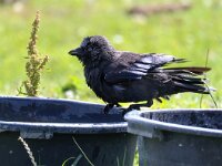 Coloeus monedula 92, Kauw, Saxifraga-Bart Vastenhouw