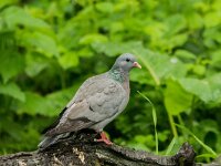 Columba oenas 20, Holenduif, adult, Saxifraga-Theo Verstrael