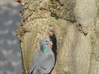 Columba oenas 7, Holenduif, Saxifraga-Jan van der Straaten