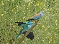 Coracias garrulus 8, Scharrelaar, Saxifraga-Joerg Mager