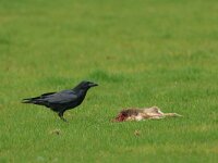 Corvus corax 11, Raaf, Saxifraga-Mark Zekhuis