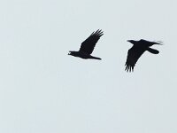 Corvus corax 38, Raaf, juveniles, Saxifraga-Mark Zekhuis