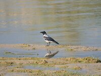 Corvus cornix 18, Bonte kraai, Saxifraga-Dirk Hilbers