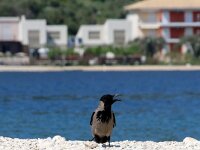 Corvus cornix 37, Bonte kraai, Saxifraga-Foto Fitis-Sytske Dijksen