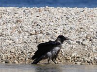 Corvus cornix 38, Bonte kraai, Saxifraga-Foto Fitis-Sytske Dijksen