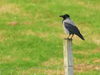 Corvus cornix 39, Bonte kraai, Saxifraga-Mark Zekhuis