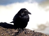 Corvus corone 30, Zwarte kraai, Saxifraga-Bart Vastenhouw