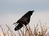 Corvus corone 5, Zwarte kraai, Saxifraga-Piet Munsterman