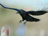 Corvus corone 7, Zwarte kraai, Saxifraga-Piet Munsterman