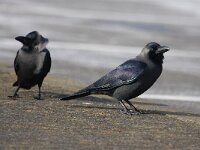 Corvus splendens 7, Huiskraai, Saxifraga-Bart Vastenhouw