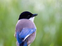Cyanopica cooki 16, Blauwe ekster, Saxifraga-Bart Vastenhouw