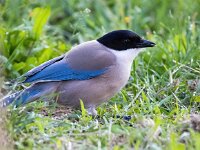 Cyanopica cooki 21, Blauwe ekster, Saxifraga-Bart Vastenhouw
