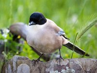 Cyanopica cooki 22, Blauwe ekster, Saxifraga-Bart Vastenhouw
