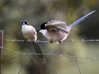 Cyanopica cooki 38, Blauwe ekster, Saxifraga-Bart Vastenhouw
