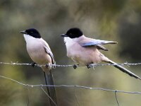 Cyanopica cooki 39, Blauwe ekster, Saxifraga-Bart Vastenhouw