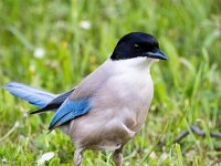 Cyanopica cooki 41, Blauwe ekster, Saxifraga-Bart Vastenhouw