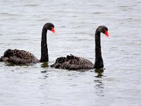 Cygnus atratus 17, Zwarte zwaan, Saxifraga-Bart Vastenhouw