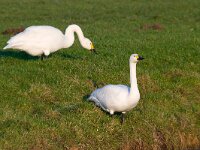 kleine zwaan  kleine zwaan in Arkemheen : Cygnus bewickii