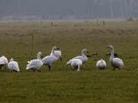 Cygnus bewickii 28, Kleine zwaan, Saxifraga-Luuk Vermeer