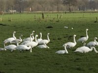 Cygnus bewickii 8, Kleine zwaan, Saxifraga-Mark Zekhuis