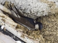 Delichon urbica 7, Huiszwaluw, Saxifraga-Mark Zekhuis