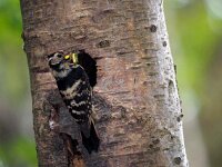 Dendrocopos minor 14, Kleine bonte specht, Saxifraga-Hans Dekker