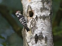 Dendrocopos minor 4, Kleine bonte specht, Saxifraga-Mark Zekhuis