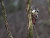 Dendrocoptes medius 10, Middelste bonte specht, Saxifraga-Mark Zekhuis