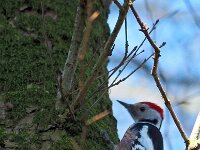 Dendrocoptes medius 15, Middelste bonte specht, Saxifraga-Hans Dekker