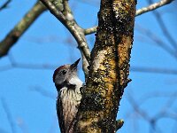 Dendrocoptes medius 18, Middelste bonte specht, Saxifraga-Hans Dekker