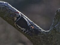 Dendrocoptes medius 22, Middelste bonte specht, Saxifraga-Mark Zekhuis